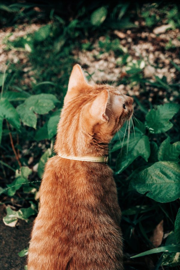 How to Create a Functional Gardening Workstation in a Small Balcony Space?